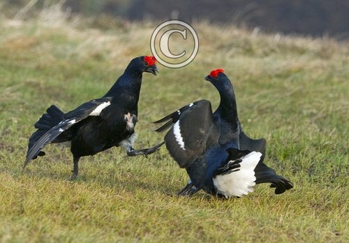 Pair Black Grouse Fighting DM1024